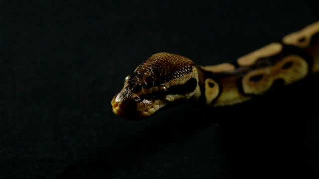Video-of-snake---looking-royal-ball-python