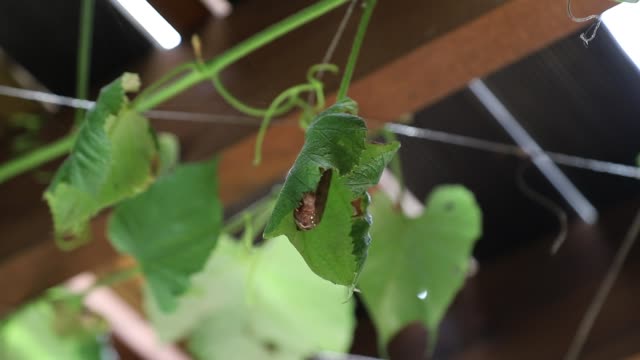 Mariposa-larva