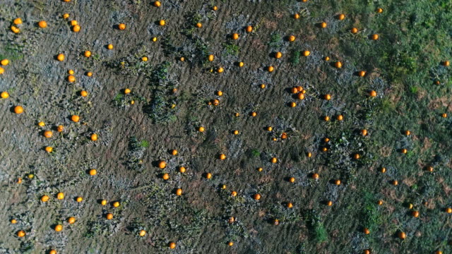 Trenzado-de-calabazas-Halloween-tema-otoño-Drone-ángulo-mirando-recto-hacia-abajo-en-parche