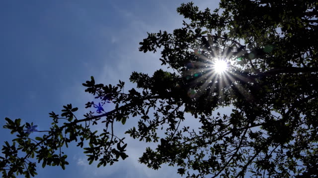 Sonnenstrahlen-brechen-durch-Bäume