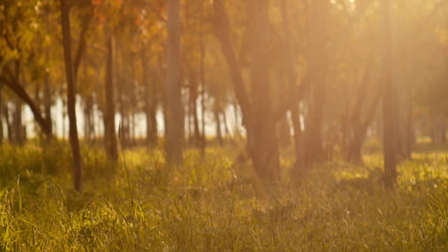 Misty-silencioso-bosque-en-primavera-con-hermosos-brillantes-rayos-de-sol