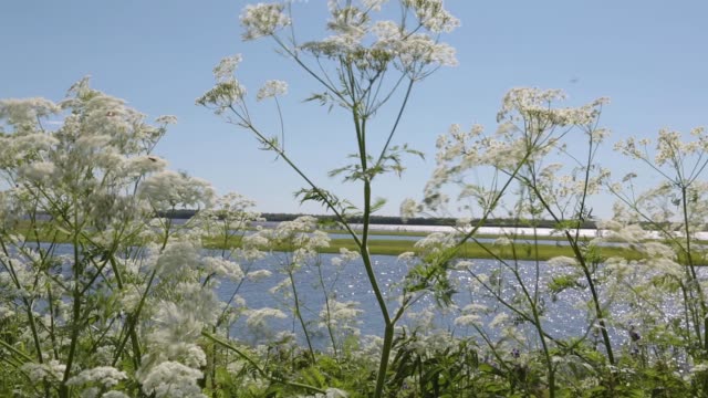 The-cow-parsnip-plant-in-the-wild-is-swinging-with-a-strong-wind-on-the-coast-of-the-summer-river