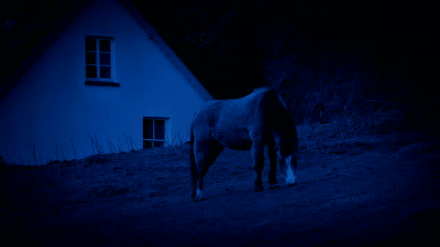 Pferde-grasen-in-der-Nähe-von-Haus-nachts