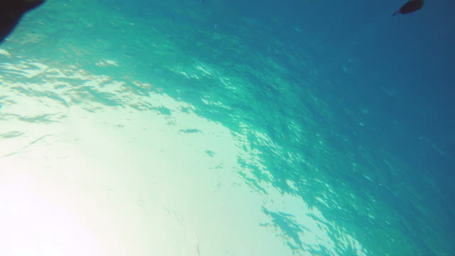 Fishes-swimming-underwater-shot-from-seabed-bottom-of-the-sea-with-sun-rays-through-clear-water.