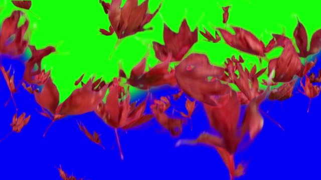 Real-maple-leaves-falling,-slow-motion,-video-transition,-red-leaves,-alpha-channel,-chroma-key,-autumn,-short-version