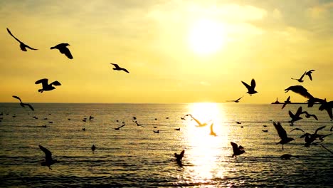 Gaviotas-sobre-el-mar.-Cámara-lenta.