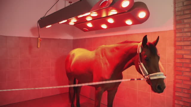 Horse-under-infrared-lamp