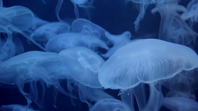 Jellyfish-swimming