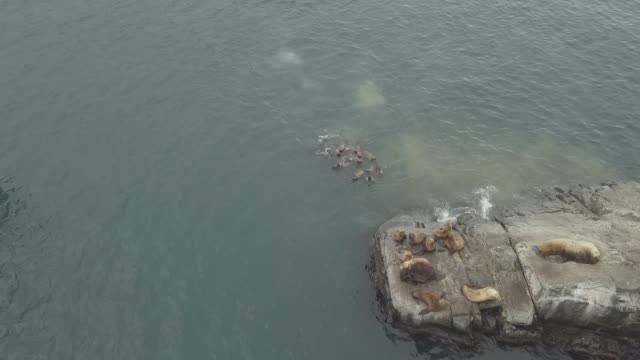 Aerial-view-flock-of-sea-lions-swimming-in-Pacific-ocean-near-rocky-islands