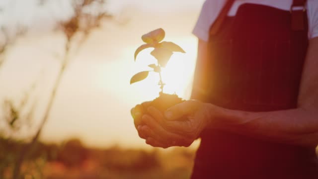Hands-holding-herb-plant-at-sunset