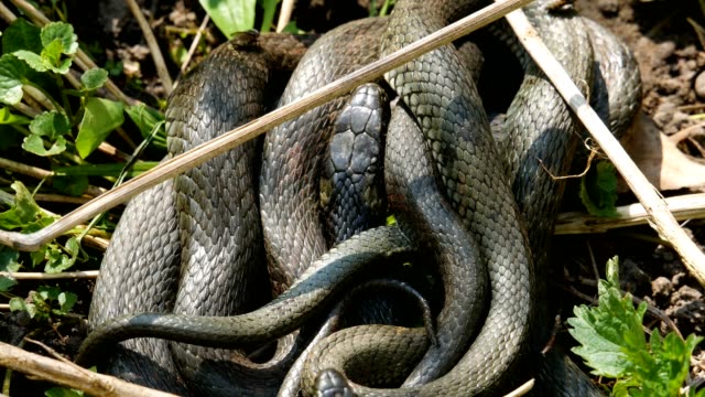 Muchos-grandes-negro-rata-serpiente-en-la-hierba