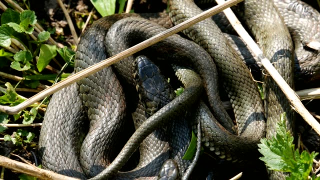 Muchos-grandes-negro-rata-serpiente-en-la-hierba