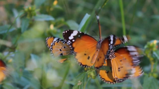 Monarch-Schmetterling-Video