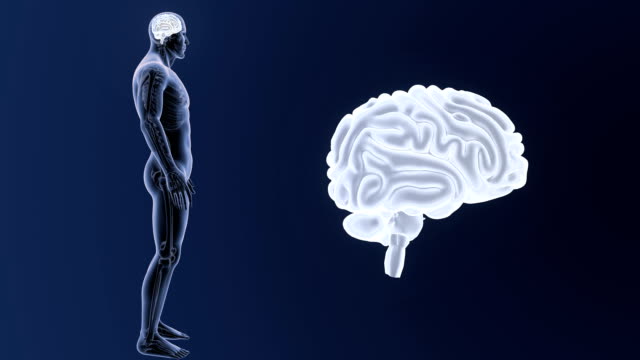 Zoom-de-cerebro-humano-con-esqueleto