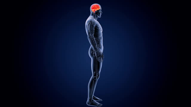 Human-Brain-with-Anatomy