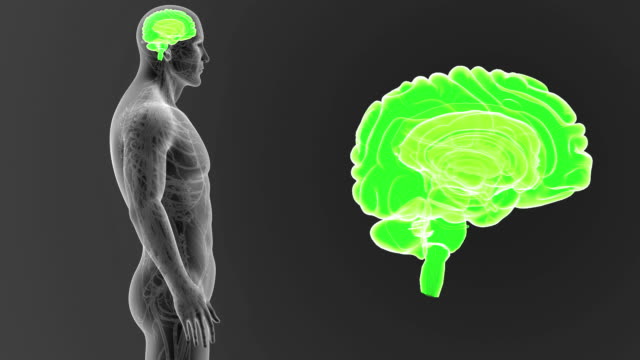 Menschliche-Gehirn-Zoom-mit-Herz-Kreislauf-system