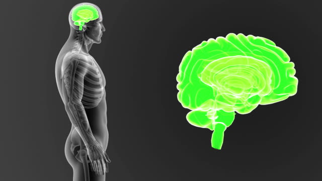 Human-Brain-zoom-with-Skeleton