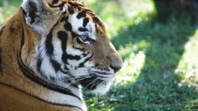 Retrato-de-un-tigre-que-se-encuentra-en-un-pasto-verde