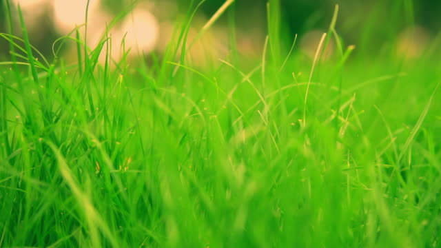 detaillierte-Aufnahmen-der-grünen-Rasen