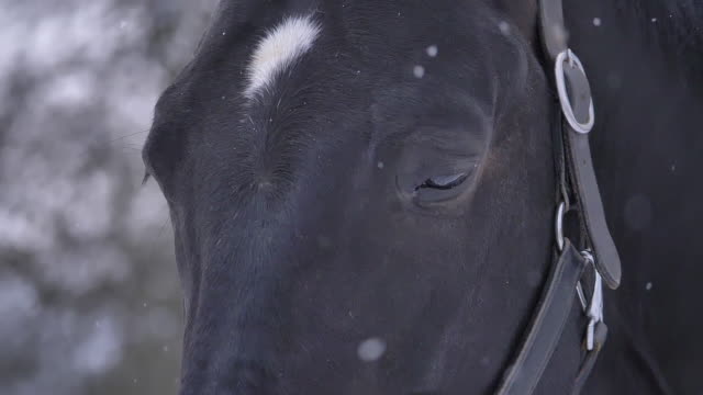 SLOW-MOTION:-Detailed-shot-of-young-horse's-head-in-the-freezing-cold-weather.
