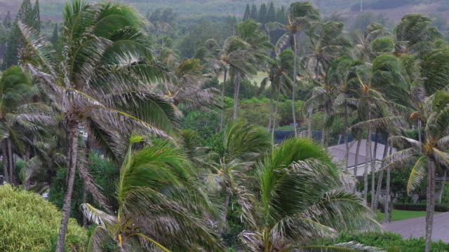 Neighborhood-Palm-Trees-Swaying-in-High-Wind-Tropical-Storm