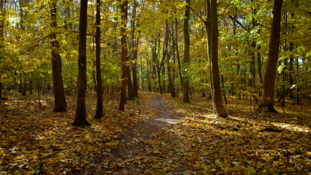 Herbstnachmittag-in-einem-grünen-Wald