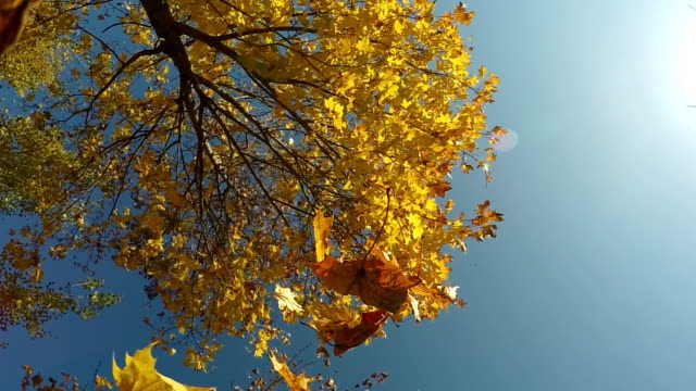 Bunt-rot-und-gelb-Herbstlaub-Blätter-fallen-in-Zeitlupe-Kamera