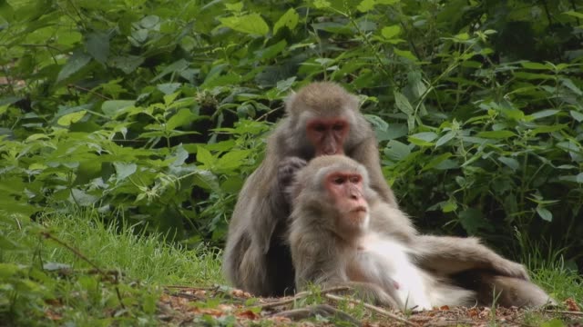 Two-macaques-in-body-care-in-wilderness