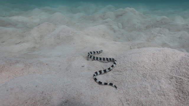 Anguila-serpiente-congregada