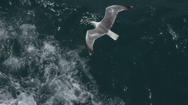 Möwen-fliegen-in-den-Himmel-über-dem-Meer-von-einem-Schiff-in-Italien.