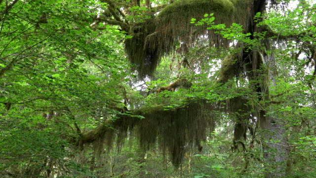 beards-of-moss-and-bigleaf-maple-leaves-at-hoh-rain-forest