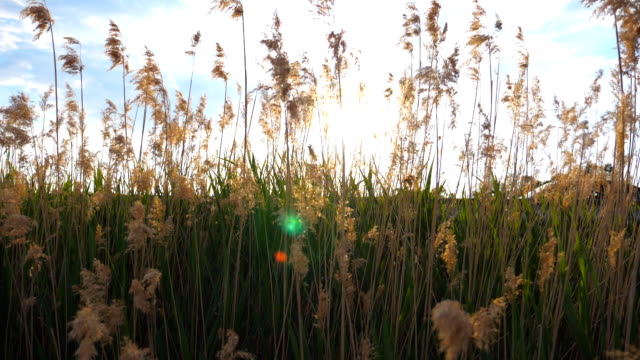 Summer-sun-shining-through-high-wild-grass.-Wind-shakes-tall-herb.-View-on-meadow-at-sunset-time.-Beautiful-landscape-with-sun-light-at-background.-Slow-motion-Close-up