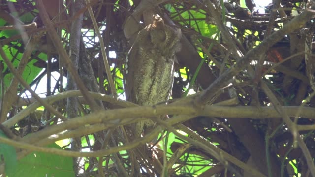 Sleepy-Oriental-scops-owl-,low-angle-view.