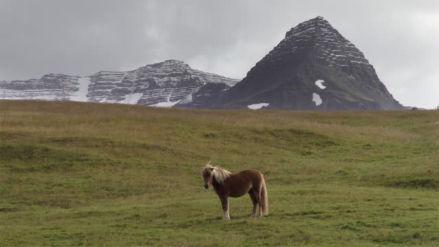 Beautiful-Icelandic-horse-in-pasture-under-scenic-mountains
