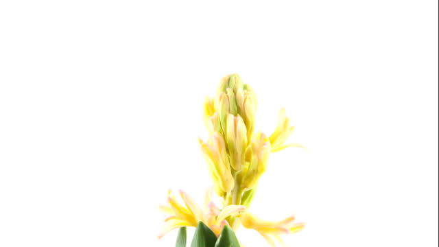 schöne-weiße-Blume-Hyazinthe-auf-weißem-Hintergrund
