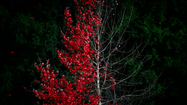 Árbol-de-hoja-roja-abstracta-del-vertimiento-en-el-viento