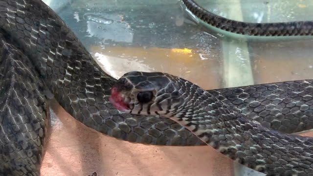 snake-opened-mouth-in-a-tank