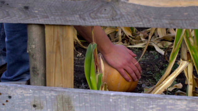 The-farmer-cuts-a-pumpkin-from-the-garden-to-celebrate-Halloween