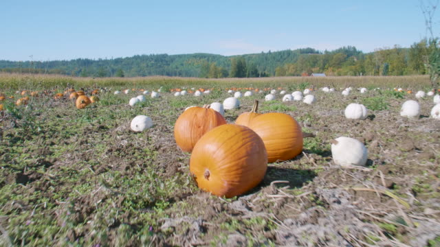 Farm-Field-Patch-of-Lumina-White-and-Orange-Pumpkins