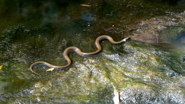 Grass-Snake-in-the-River.-Slow-Motion