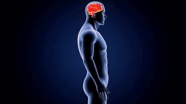 Menschlichen-Gehirns-mit-Körper