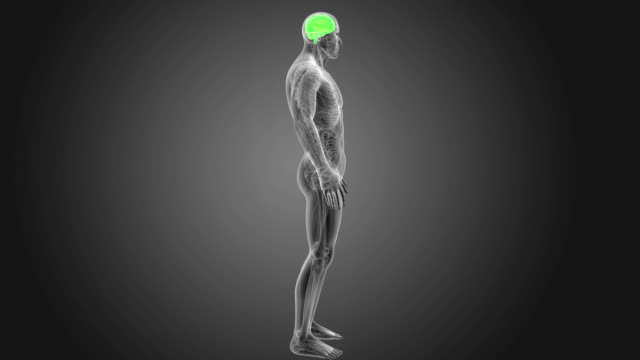 Menschliche-Gehirn-Anatomie