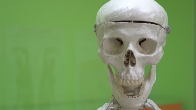 Model-of-a-human-skull