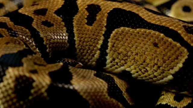 Snakeskin-pattern-of-ball-python
