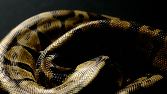 Snakeskin-pattern-of-python-in-shadow