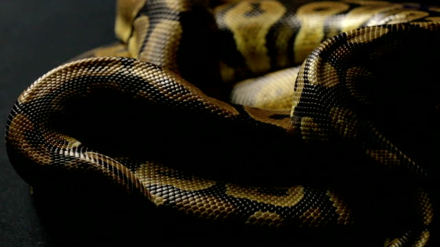 Snakeskin-of-ball-python-in-shadow
