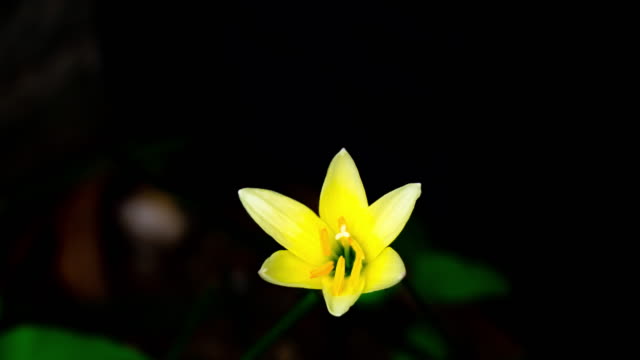 Lapso-de-tiempo-de-Zephyranthes-Lily-flor