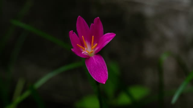 Time-lapse-of-Zephyranthes-Lily-blooming