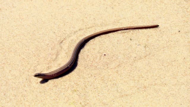 Brown-snake-in-sand