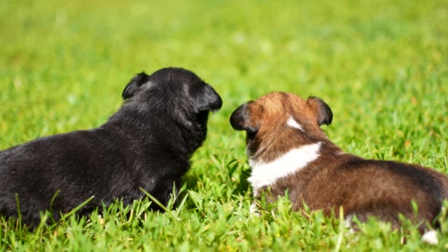 puppies-are-playing-on-the-grass